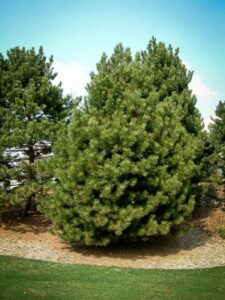 Сосна Чёрная (Pinus Nigra) купить по цене от 270.00р. в интернет-магазине «Посадика» с доставкой почтой в в Барыше и по всей России – [изображение №1].