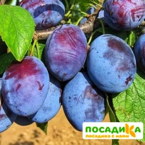 Слива Чачакская ранняя купить по цене от 229.00р. в интернет-магазине «Посадика» с доставкой почтой в в Барыше и по всей России – [изображение №1].