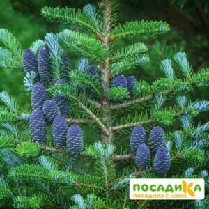 Пихта корейская (Abies koreana) купить по цене от 450.00р. в интернет-магазине «Посадика» с доставкой почтой в в Барыше и по всей России – [изображение №1].