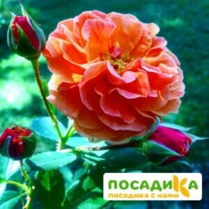 Роза Арабия купить по цене от 350.00р. в интернет-магазине «Посадика» с доставкой почтой в в Барыше и по всей России – [изображение №1].