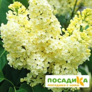 Сирень Примроуз (Primrose) купить по цене от 529.00р. в интернет-магазине «Посадика» с доставкой почтой в в Барыше и по всей России – [изображение №1].