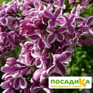 Сирень Сенсация купить по цене от 529.00р. в интернет-магазине «Посадика» с доставкой почтой в в Барыше и по всей России – [изображение №1].