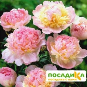 Пион Распберри Сандей (Paeonia Raspberry Sundae) купить по цене от 959р. в интернет-магазине «Посадика» с доставкой почтой в в Барыше и по всей России – [изображение №1].