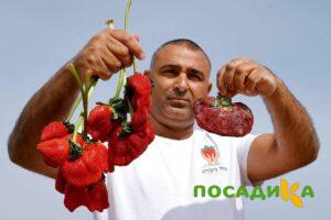 Клубника Гигант Джорнея купить по цене от 266р. в интернет-магазине «Посадика» с доставкой почтой в в Барыше и по всей России – [изображение №1].
