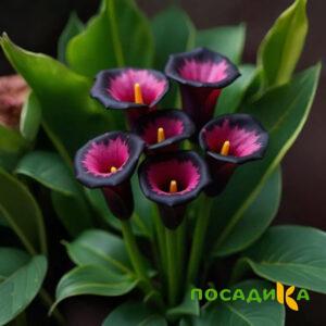 Калла Аура Лейс купить по цене от 400р. в интернет-магазине «Посадика» с доставкой почтой в в Барыше и по всей России – [изображение №1].