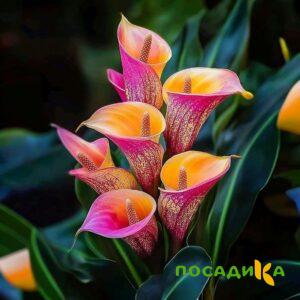 Калла Оникс купить по цене от 450р. в интернет-магазине «Посадика» с доставкой почтой в в Барыше и по всей России – [изображение №1].