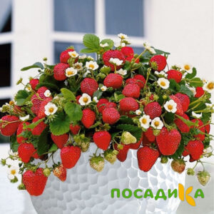 Клубника Рубиновый Шепот (горшечная) купить по цене от 240р. в интернет-магазине «Посадика» с доставкой почтой в в Барыше и по всей России – [изображение №1].