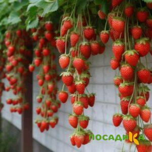 Клубника вьющаяся Комплимент купить по цене от 470р. в интернет-магазине «Посадика» с доставкой почтой в в Барыше и по всей России – [изображение №1].
