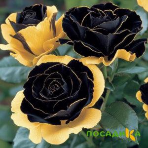 Роза Ханни Сикл купить по цене от 700р. в интернет-магазине «Посадика» с доставкой почтой в в Барыше и по всей России – [изображение №1].