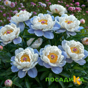 Пион акварельный Этюд купить по цене от 806р. в интернет-магазине «Посадика» с доставкой почтой в в Барыше и по всей России – [изображение №1].