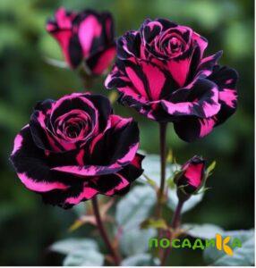 Роза Багровый Шепот купить по цене от 366р. в интернет-магазине «Посадика» с доставкой почтой в в Барыше и по всей России – [изображение №1].