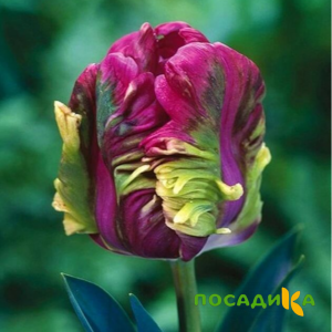 Тюльпан Экзотик Хэвен купить по цене от 186р. в интернет-магазине «Посадика» с доставкой почтой в в Барыше и по всей России – [изображение №1].