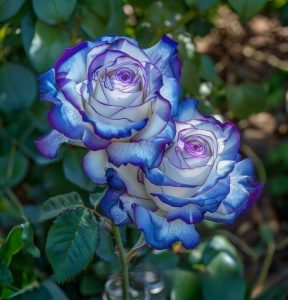 Роза Пэтолз Хоуп купить по цене от 333р. в интернет-магазине «Посадика» с доставкой почтой в в Барыше и по всей России – [изображение №1].