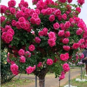 Роза Версаля купить по цене от 232р. в интернет-магазине «Посадика» с доставкой почтой в в Барыше и по всей России – [изображение №1].