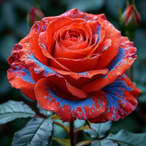 Роза Сикрет Гарден купить по цене от 619р. в интернет-магазине «Посадика» с доставкой почтой в в Барыше и по всей России – [изображение №1].