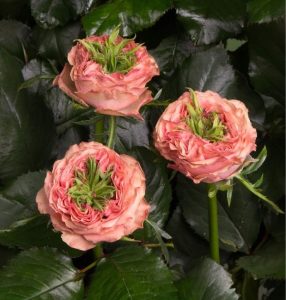 Роза Амбер Инчант купить по цене от 495р. в интернет-магазине «Посадика» с доставкой почтой в в Барыше и по всей России – [изображение №1].