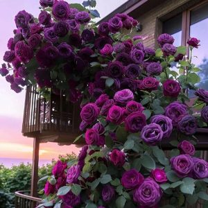 Роза Плетистая Плум Пэшн купить по цене от 610р. в интернет-магазине «Посадика» с доставкой почтой в в Барыше и по всей России – [изображение №1].