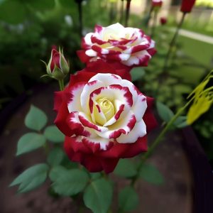 Роза Роял Глом купить по цене от 401р. в интернет-магазине «Посадика» с доставкой почтой в в Барыше и по всей России – [изображение №1].