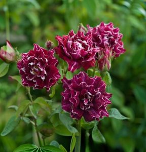 Роза Опаловый Пейзаж купить по цене от 490р. в интернет-магазине «Посадика» с доставкой почтой в в Барыше и по всей России – [изображение №1].