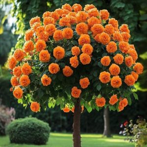 Роза Солнечный Шарм купить по цене от 349р. в интернет-магазине «Посадика» с доставкой почтой в в Барыше и по всей России – [изображение №1].