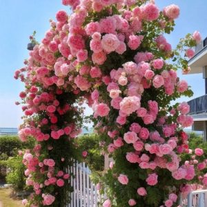 Роза Пастель Розе купить по цене от 605р. в интернет-магазине «Посадика» с доставкой почтой в в Барыше и по всей России – [изображение №1].