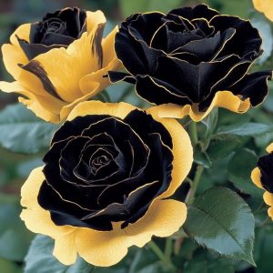 Роза Ханни Сикл купить по цене от 700р. в интернет-магазине «Посадика» с доставкой почтой в в Барыше и по всей России – [изображение №1].