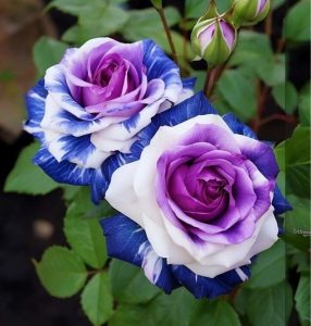 Роза Айвори Каскад купить по цене от 420р. в интернет-магазине «Посадика» с доставкой почтой в в Барыше и по всей России – [изображение №1].