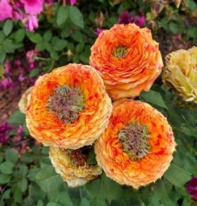 Роза Золотой Мираж купить по цене от 420р. в интернет-магазине «Посадика» с доставкой почтой в в Барыше и по всей России – [изображение №1].