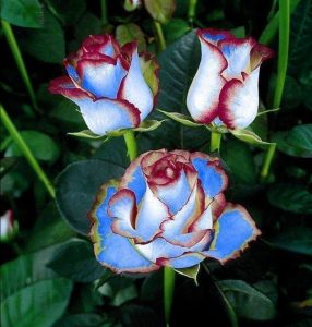 Роза Сафайер Пэтл купить по цене от 450р. в интернет-магазине «Посадика» с доставкой почтой в в Барыше и по всей России – [изображение №1].